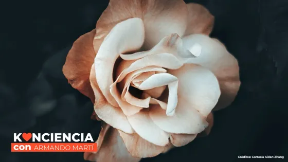La belleza: el alimento del espíritu