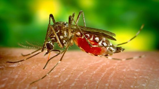 mosquitos