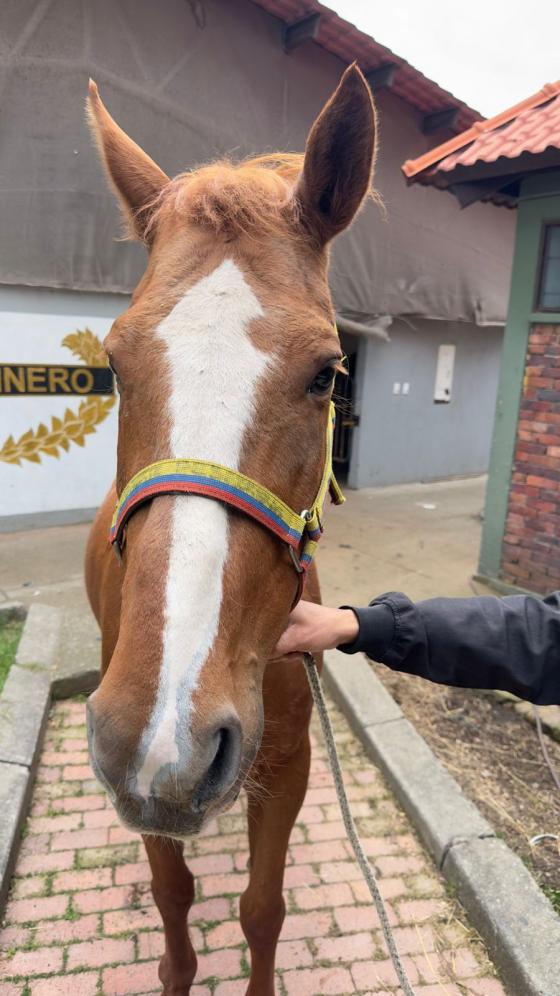 Caballo en adopción en Bogotá.