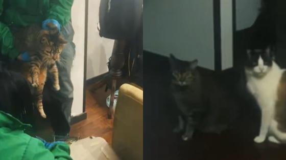 Gatos rescatados en Bogotá.