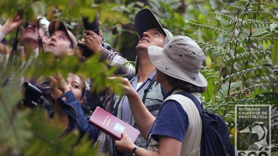 Avistamiento de aves en Colombia