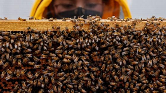 Superalimentos para las abejas contra efectos de pesticidas