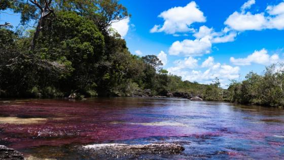 Caño Cristales. 
