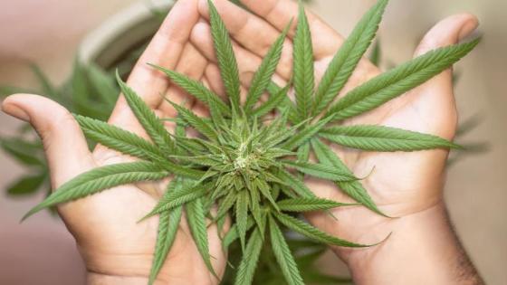 La flor de cannabis se venderá de forma legal en farmacias.